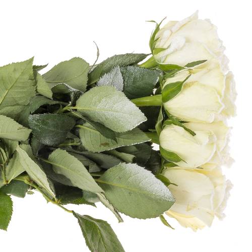 Rose creme/weiss Frost Alpe Dhuez 60cm