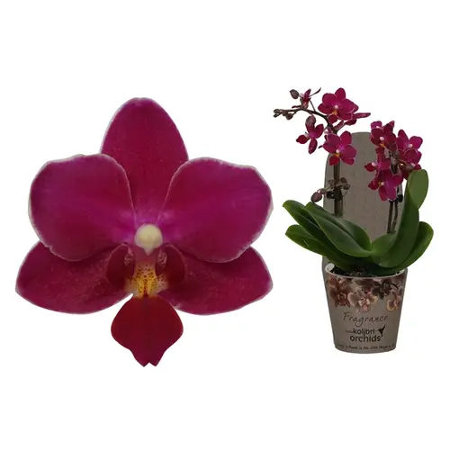 Phal.2-R rot Fragrance T09 H30