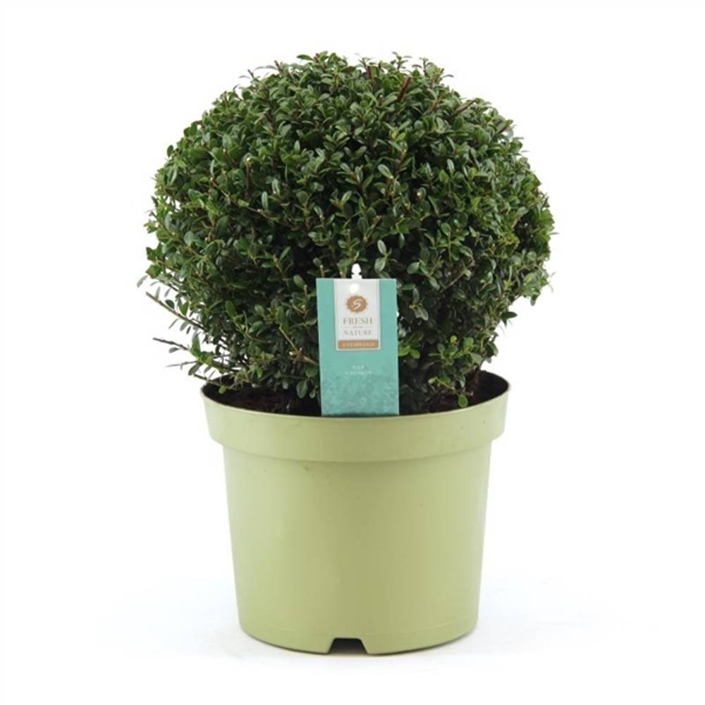 Ilex Crenata T23 H55 Ball