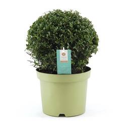 Ilex Crenata T23 H55 Ball