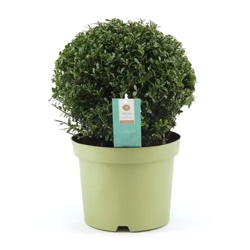 Ilex Crenata T23 H55 Ball