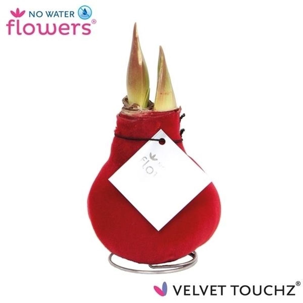 Amar.Bol Wachs bordeaux Velvet rote Bl. H15