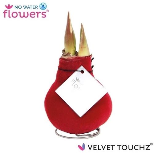 Amar.Bol Wachs bordeaux Velvet rote Bl. H15