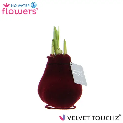 Amar.Bol Wachs bordeaux Velvet rote Bl. 32cm H015
