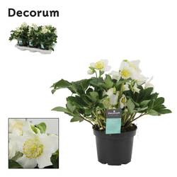 Helleborus weiss Vince T15 H035