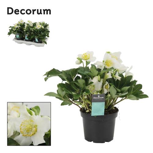 Helleborus weiss Vince T15 H035