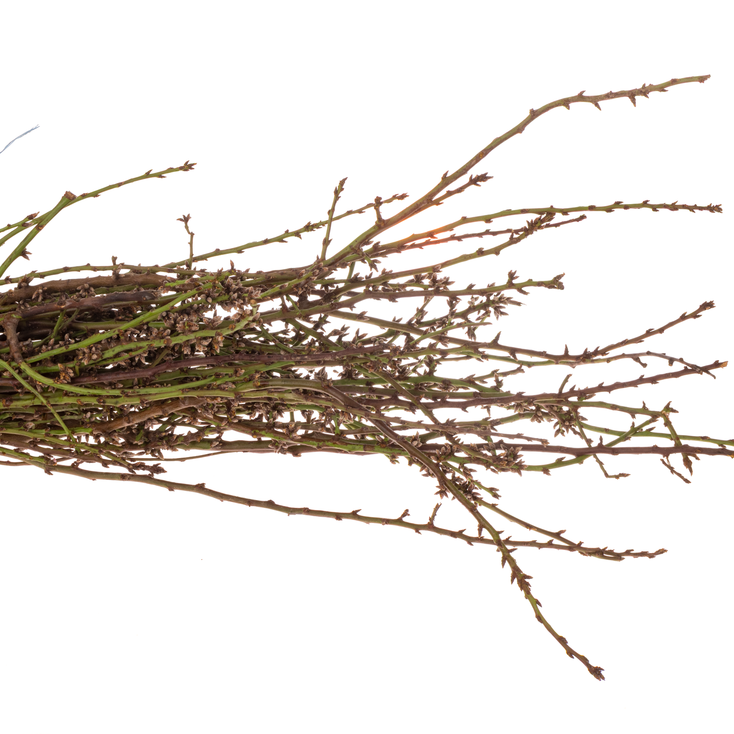 Kirsche weiss/rosa Grobe pro bund (50Stiele) 80cm