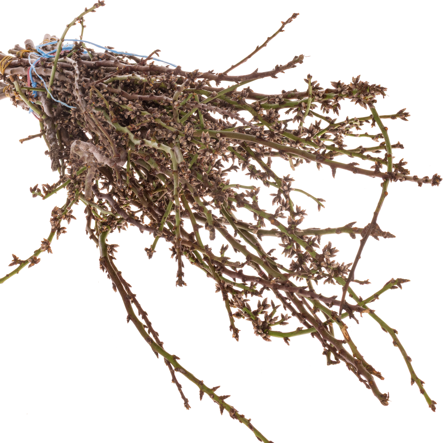 Kirse weiss/rosa Grobe pro bund (50Stiele) 80cm