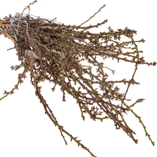 Kirsche weiss/rosa Grobe pro bund (50Stiele) 80cm