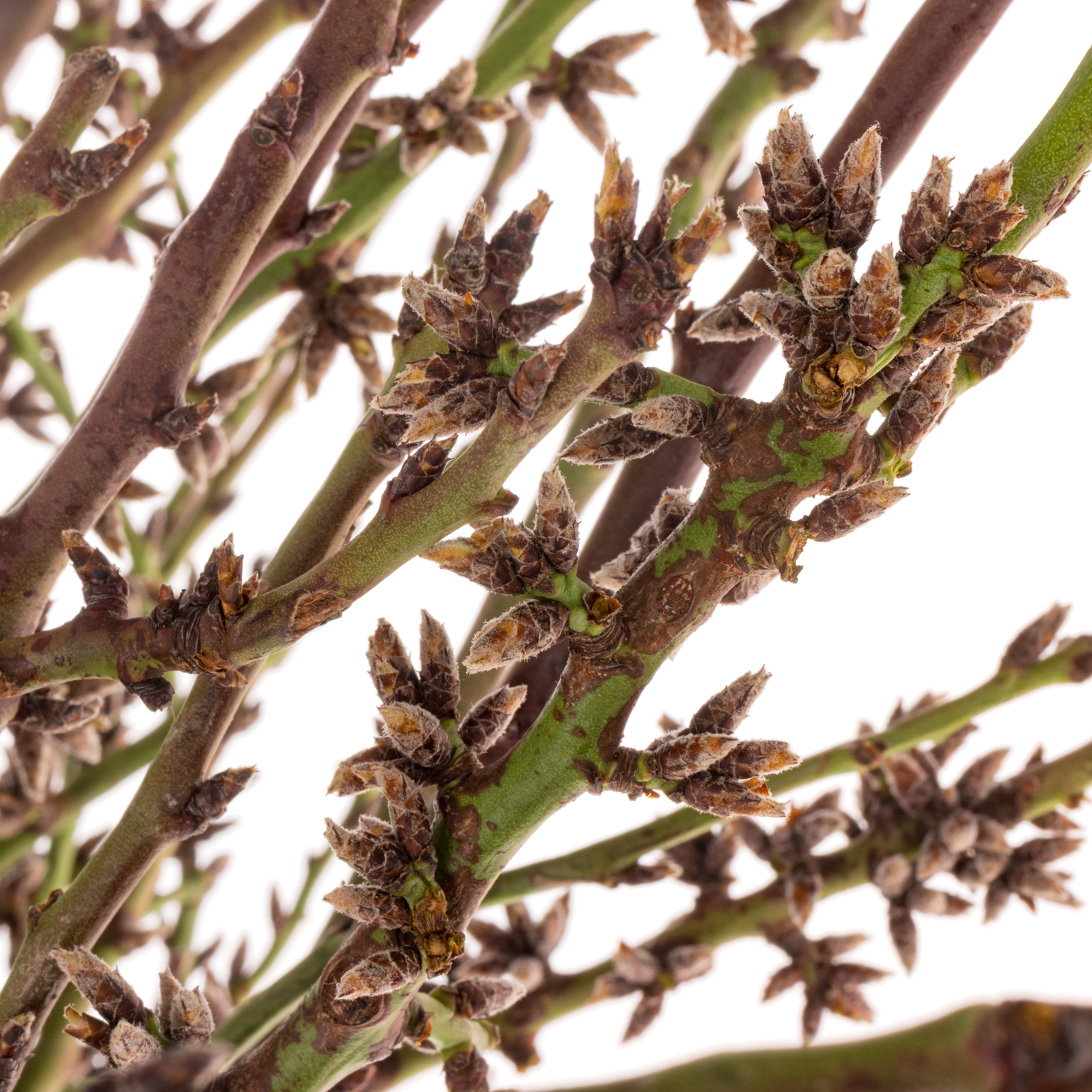 Kirsche weiss/rosa Grobe pro bund (50Stiele) 80cm