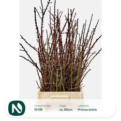 Prunus weiss/rosa pro bund (50Stiele) 80cm