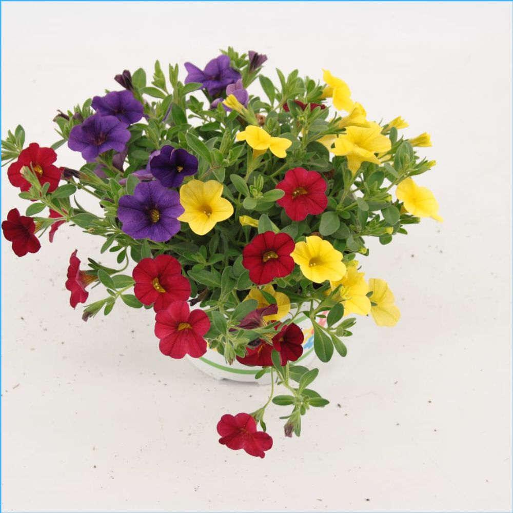 Calibrachoa Trixi Bolero rot/gelb T12 H020