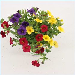 Calibrachoa Trixi Bolero rot/gelb T12 H020