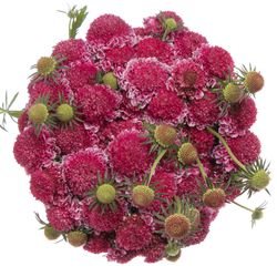 Scabiosa pink Focal 60cm
