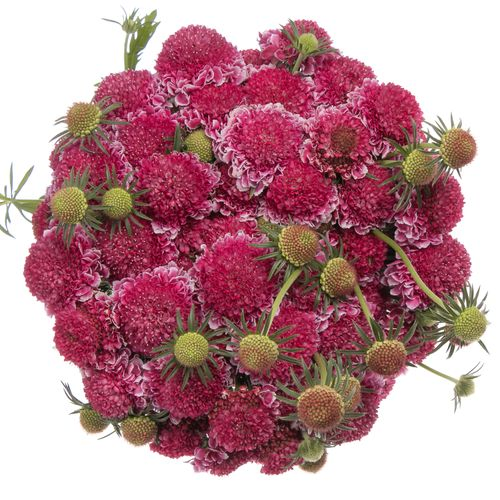 Scabiosa pink Focal 60cm