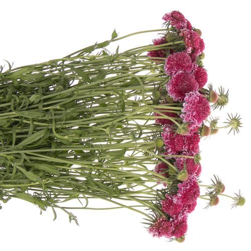Scabiosa pink Focal 60cm