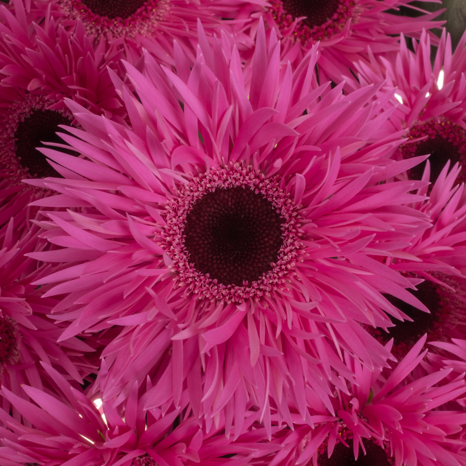Germini fuchsia spin Punki Irma