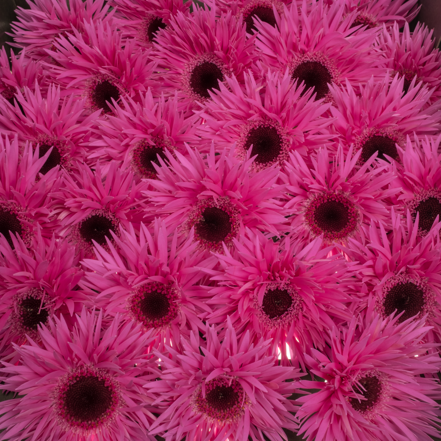 Germini fuchsia spin Punki Irma