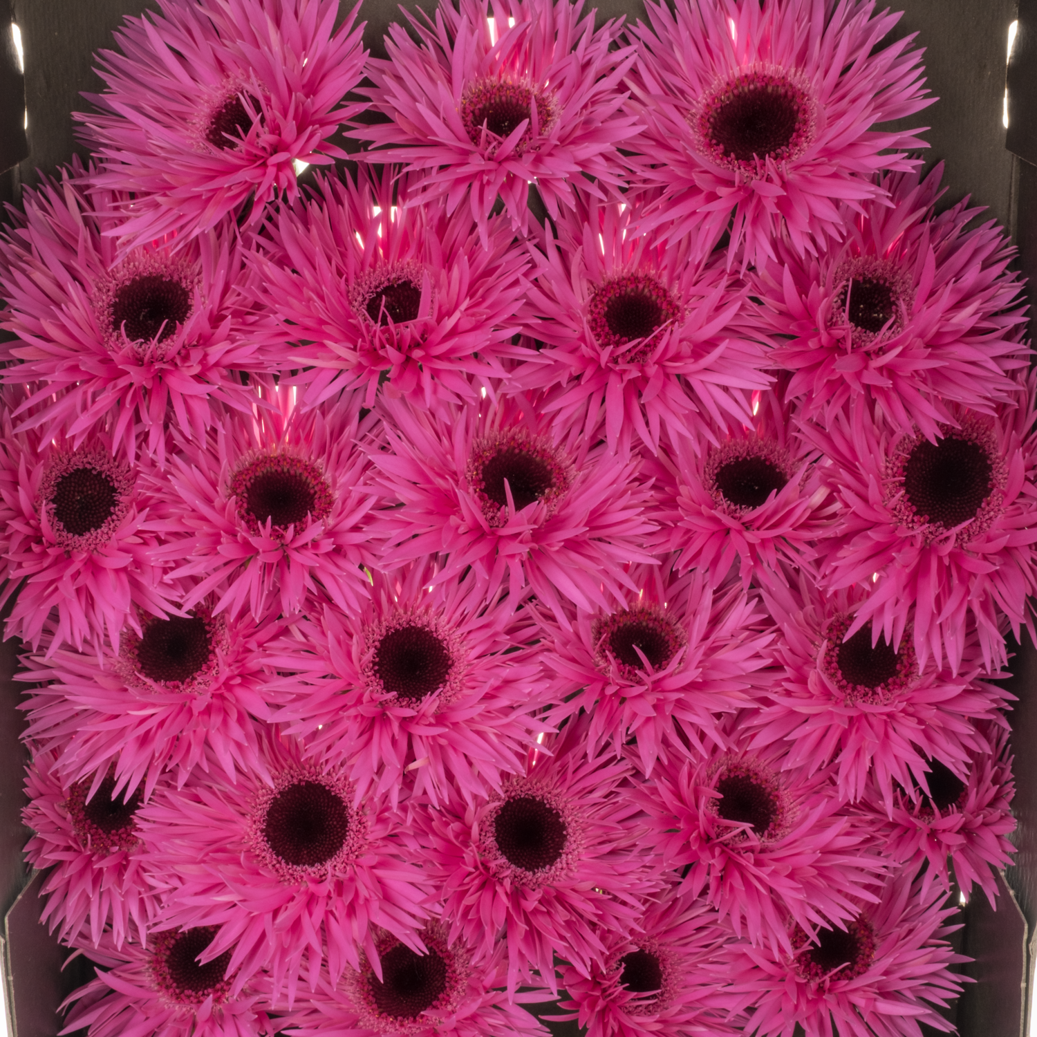 Germini fuchsia spin Punki Irma