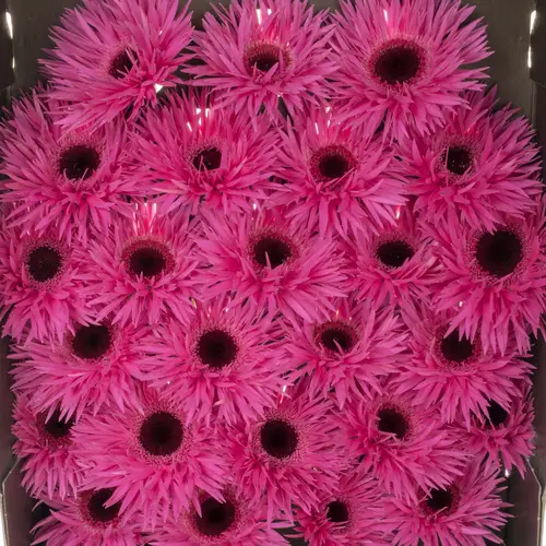 Germini fuchsia spin Punki Irma