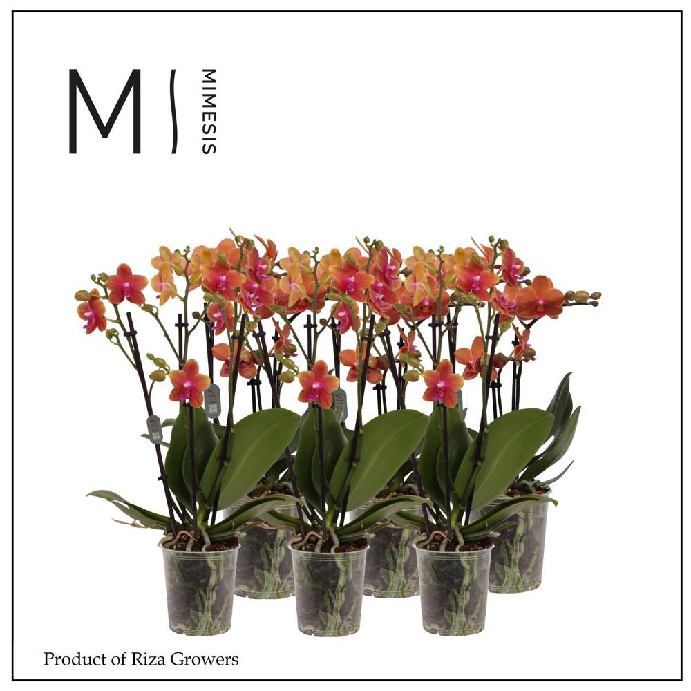 Phal.3-R orange Mimesis T12 H050