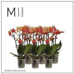 Phal.3-R orange Mimesis T12 H050