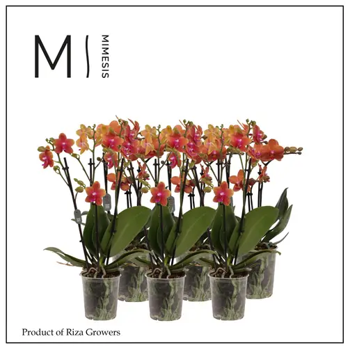 Phal.3-R orange Mimesis T12 H050