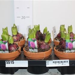 Hyac.Arr mix T12 H16 Schnapchen Von Uhr