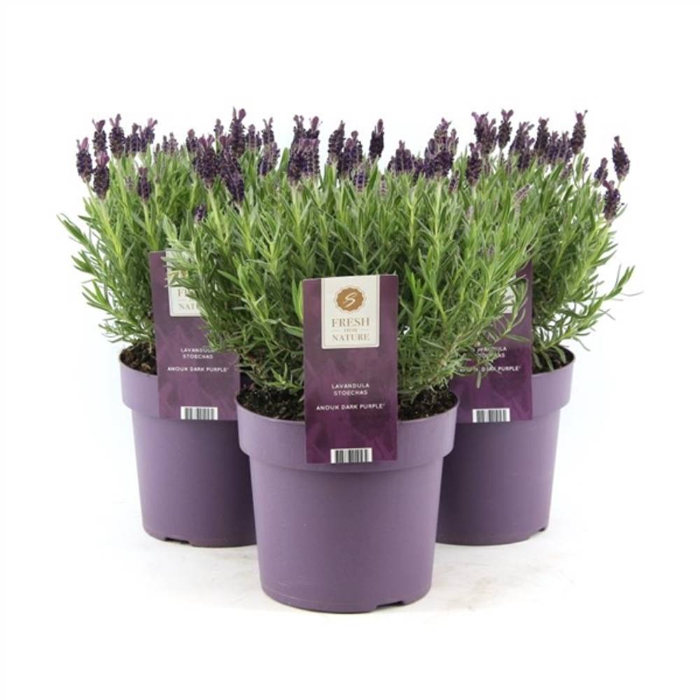 Lavendel Stoechas Anouk T19 H40