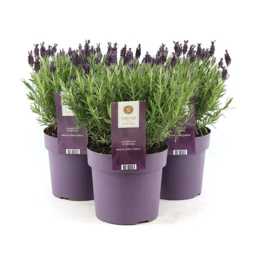 Lavendel Stoechas Anouk T19 H40