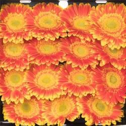 Gerbera orange Wannabe