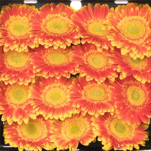 Gerbera orange Wannabe
