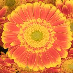 Gerbera orange Wannabe