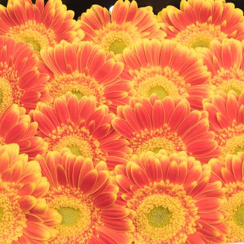 Gerbera orange Wannabe