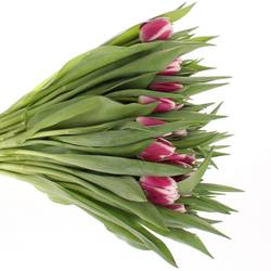 Tulpe lila/weiss Picardy 34 Gramm