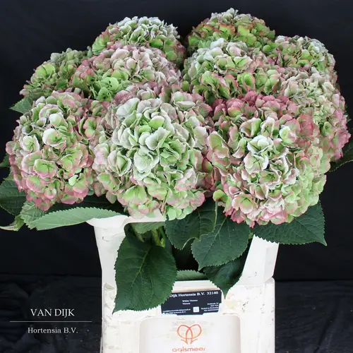 Hortensie grün/rosa Verena Ice classic Bol 2cm 80cm