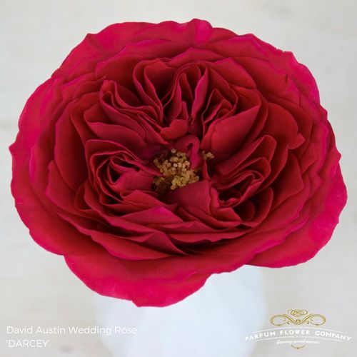 Rose rot Darcey 50cm