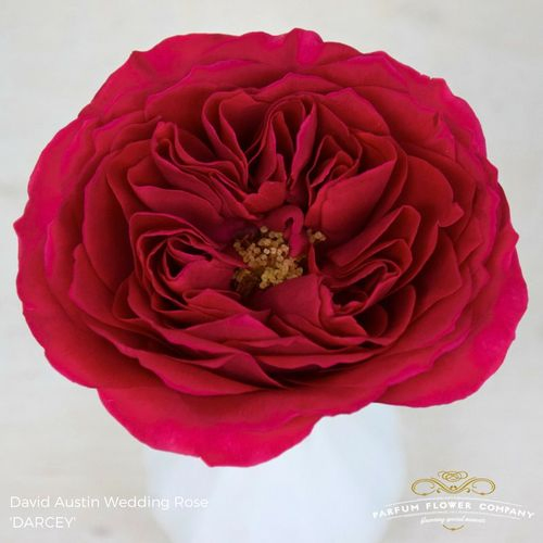 Rose rot Darcey 50cm
