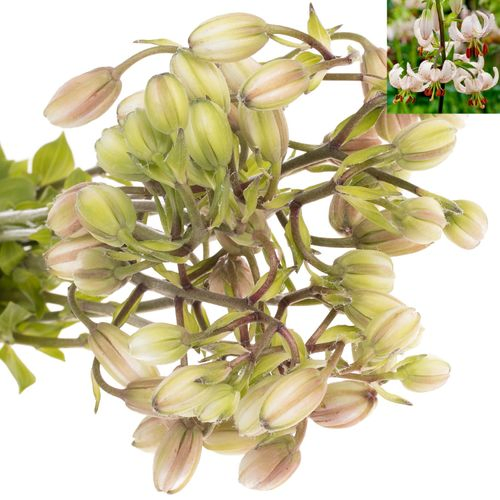 Li.Ma.Albiflorum 4+