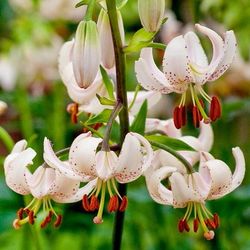 Li.Ma.Albiflorum 4+