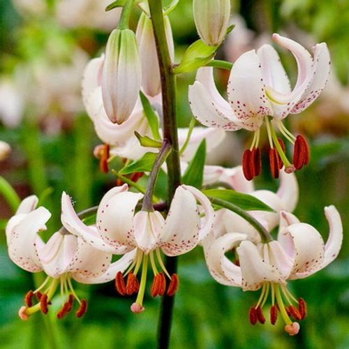 Li.Ma.Albiflorum 4+