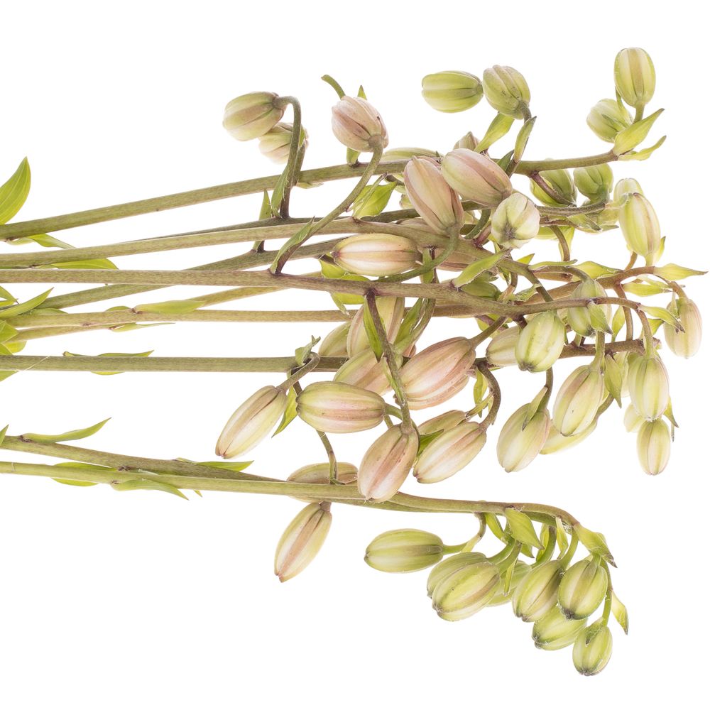 Li.Ma.Albiflorum 4+