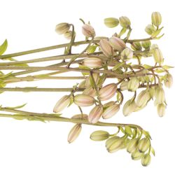 Li.Ma.Albiflorum 4+