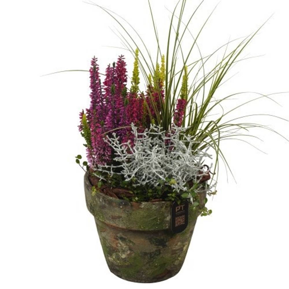 Garten.Arr PTHO7709 Herbst T17 H045