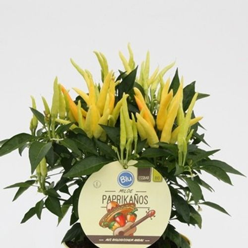 Bio Paprikaños mit Früchte T15 H25