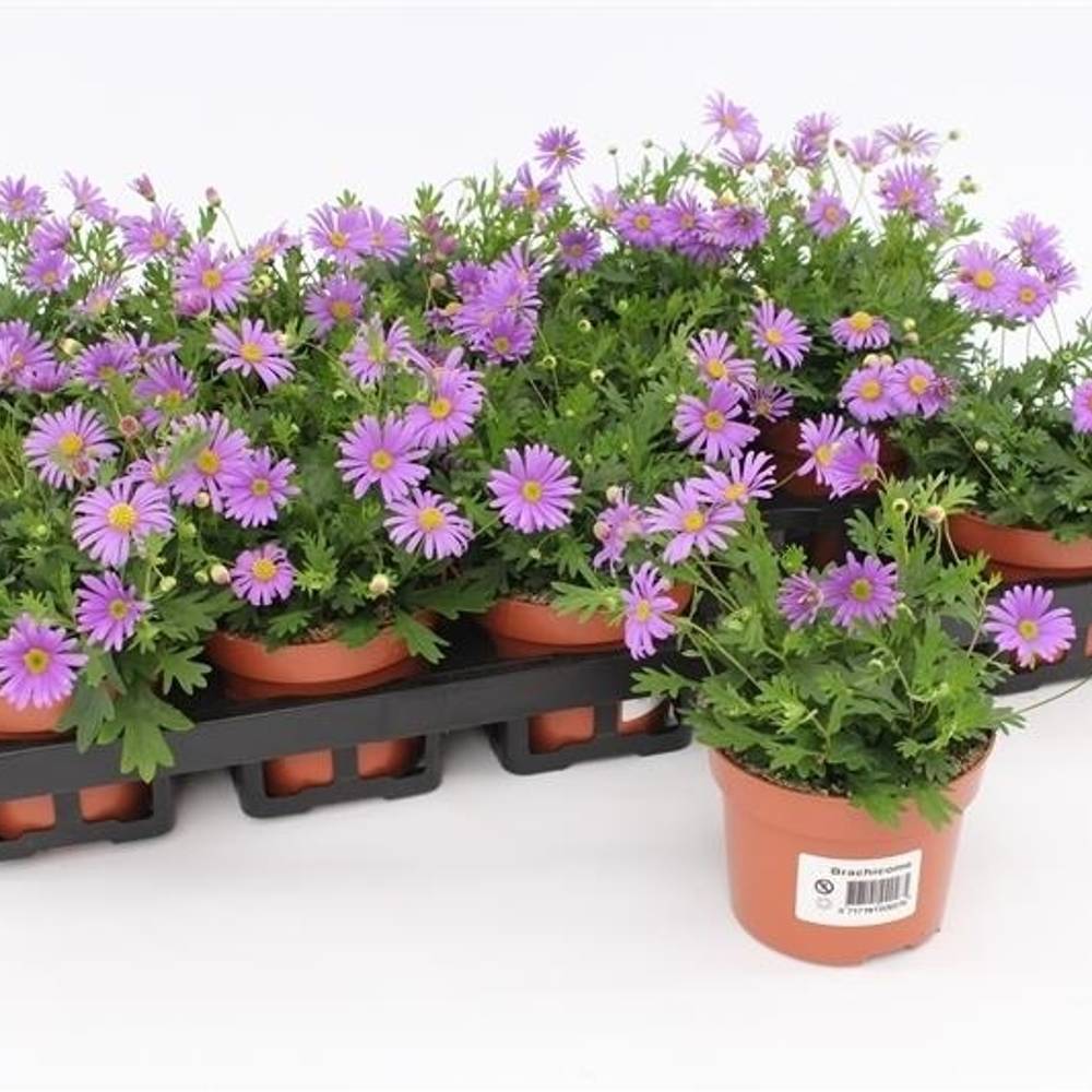 Brachyscome Brasco T10,5 H015