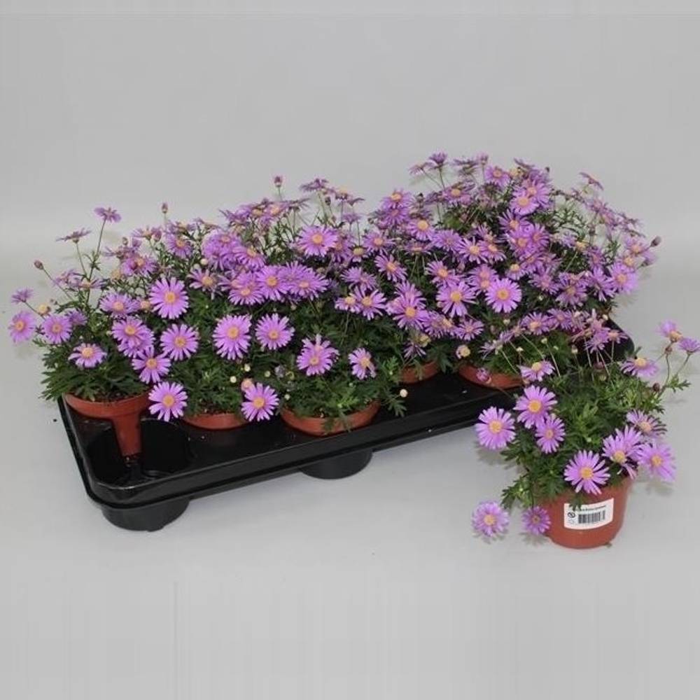 Brachyscome Brasco T10,5 H015