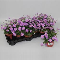 Brachyscome Brasco T10,5 H015
