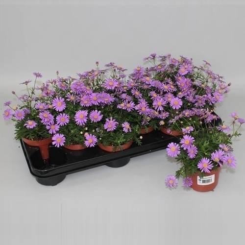 Brachyscome Brasco T10,5 H015