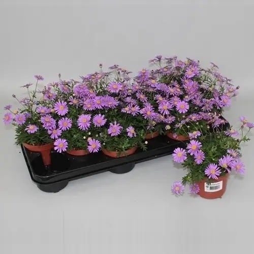 Brachyscome Brasco T10,5 H015